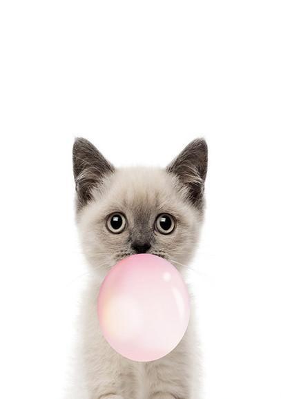 Chat Siamois Gonflant des Ballons Peinture par Numéros