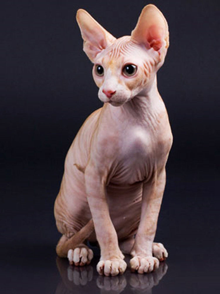 Chat Sphynx Peinture par Numéros