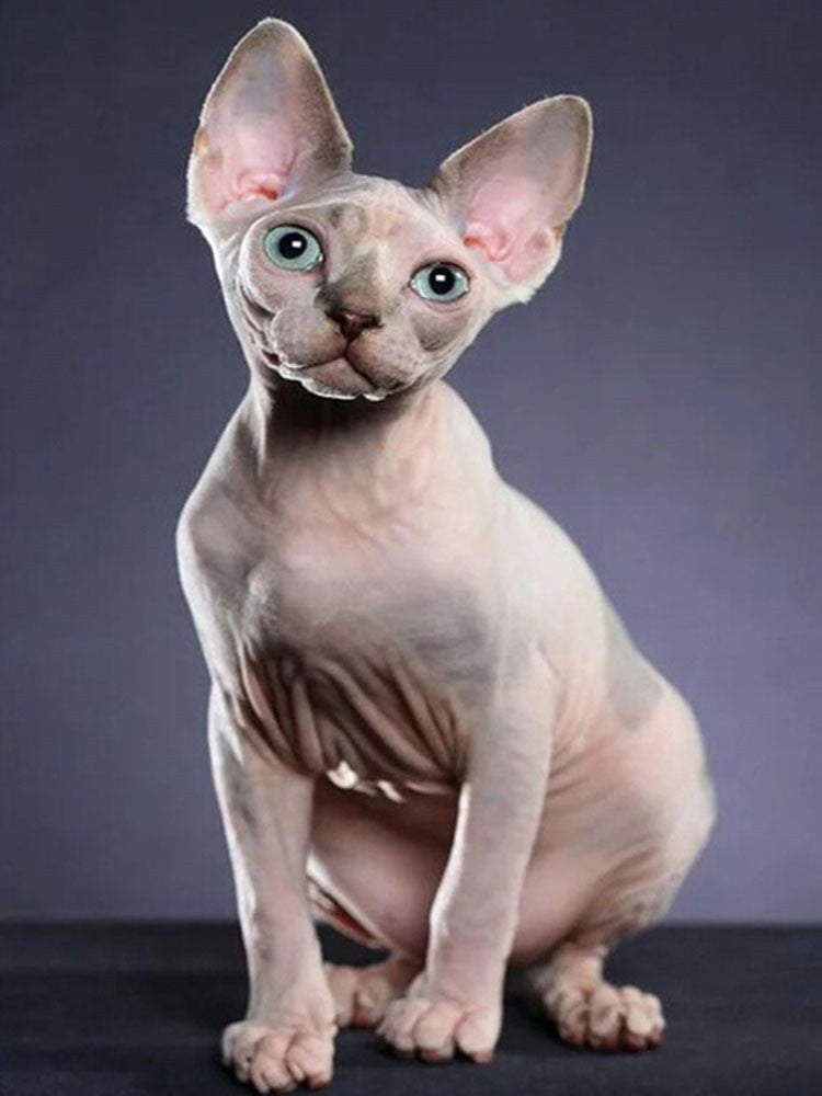 Chat Sphynx Peinture par Numéros