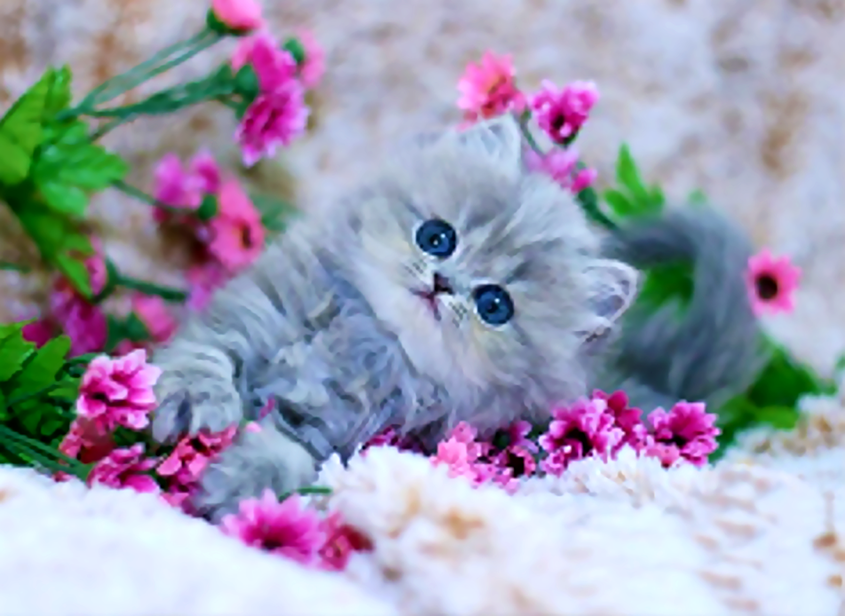 Chaton Agréable dans les Fleurs Peinture par Numéros