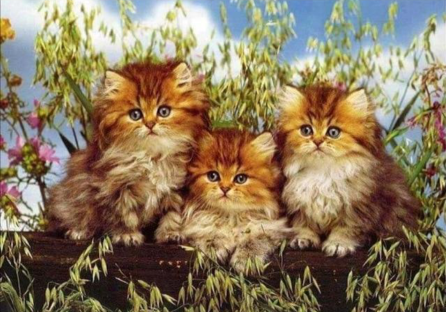 Chatons Oranges Peinture par Numéros