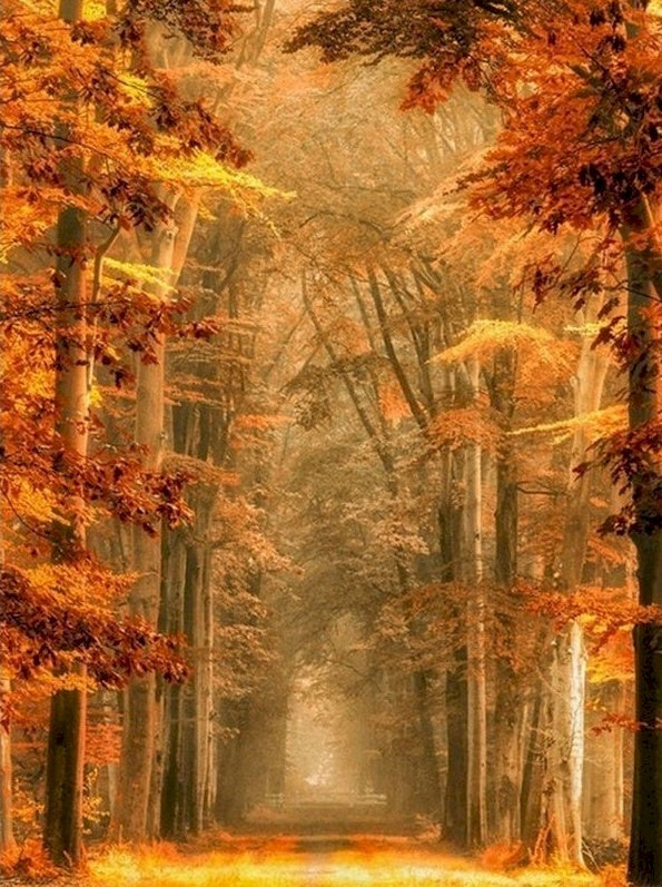 Chemin avec l'Automne Peinture par Numéros