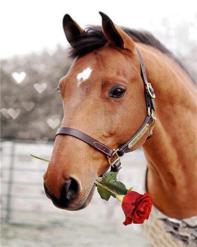 Cheval avec une Rose Rouge Peinture par Numéros