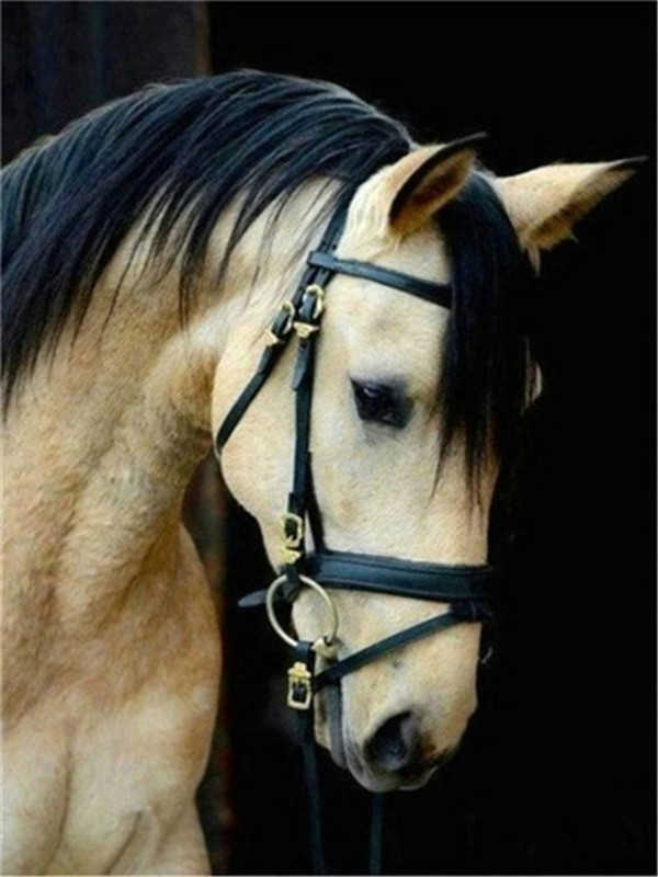 Cheval Blanc à la Crinière Noire Peinture par Numéros