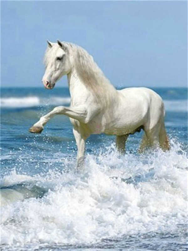 Cheval Blanc dans la Mer Peinture par Numéros