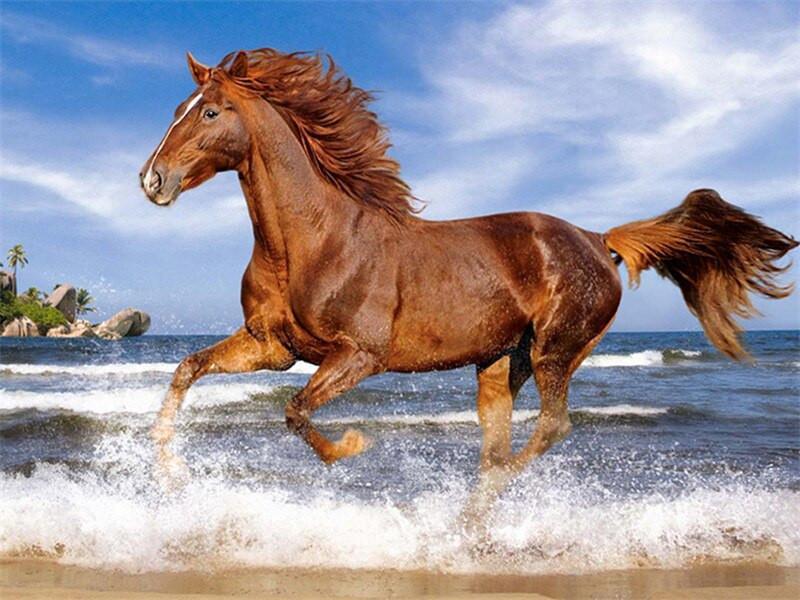 Cheval Brun Courant dans l'Eau Peinture par Numéros
