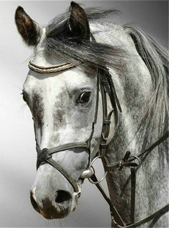 Cheval Joli Peinture par Numéros