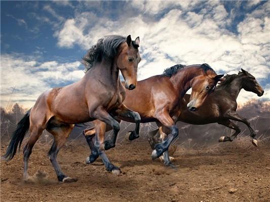 Chevaux Courant Peinture par Numéros