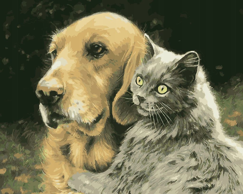 Chien British Shorthair et Golden Retriever Peinture par Numéros