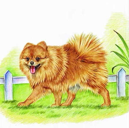 Chien Brun Poilu Peinture par Numéros