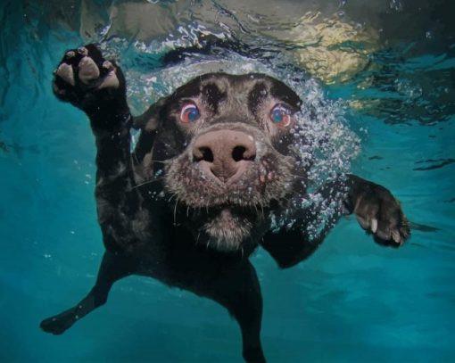 Chien Noir Nageant Peinture par Numéros