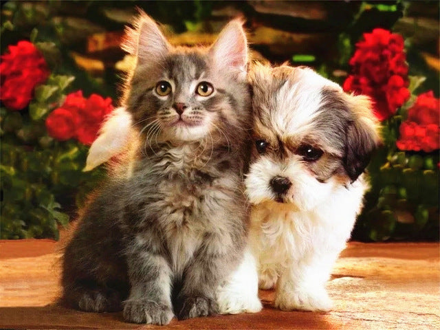 Chiot et Chat Blottis Peinture par Numéros