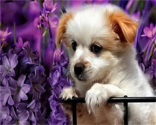 Chiot et Fleurs Violettes Peinture par Numéros