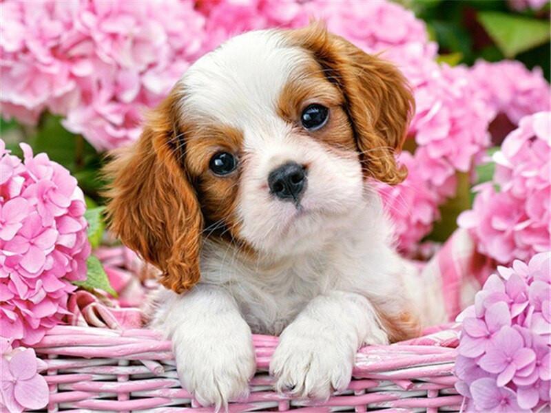 Chiot et les Fleurs Roses Peinture par Numéros
