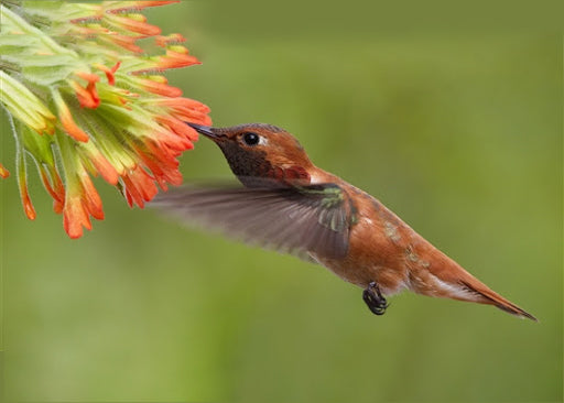 Colibri Magneant Peinture par Numéros
