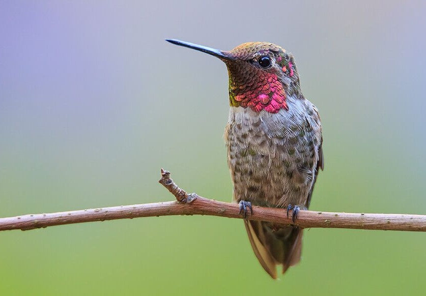 Colibri sur la Branche Peinture par Numéros