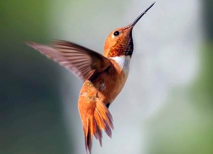 Colibri Volant Peinture par Numéros