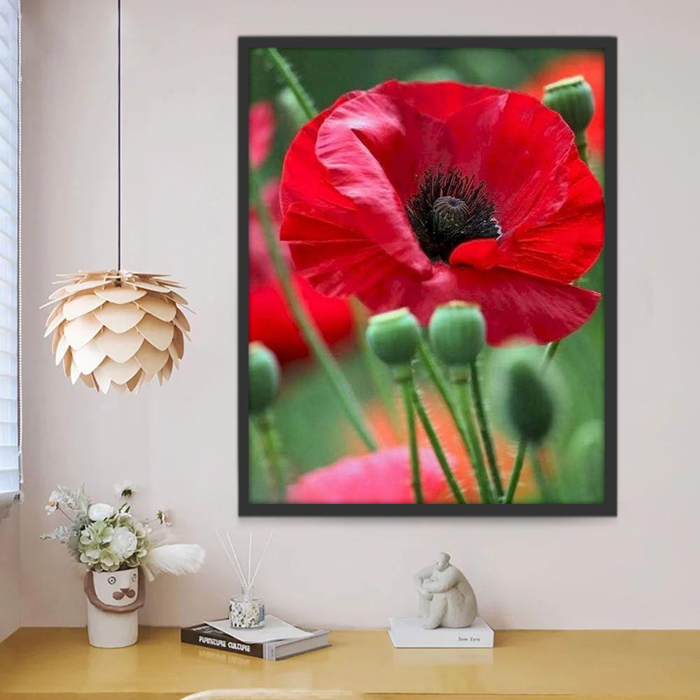 Coquelicot Rouge Peinture par Numéros