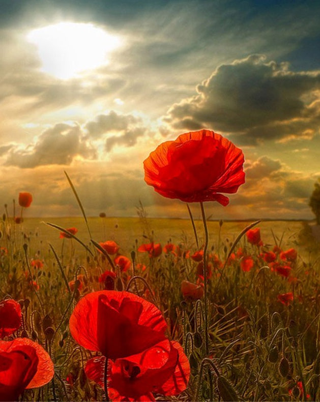 Coquelicots Rouges et le Soleil Peinture par Numéros