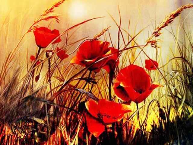 Coquelicots Rouges Sauvages Peinture par Numéros