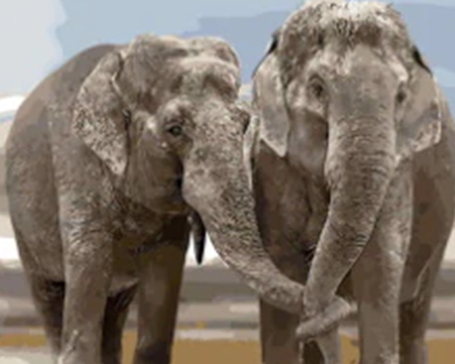 Couple d'Éléphant avec les Nez Touchés Peinture par Numéros