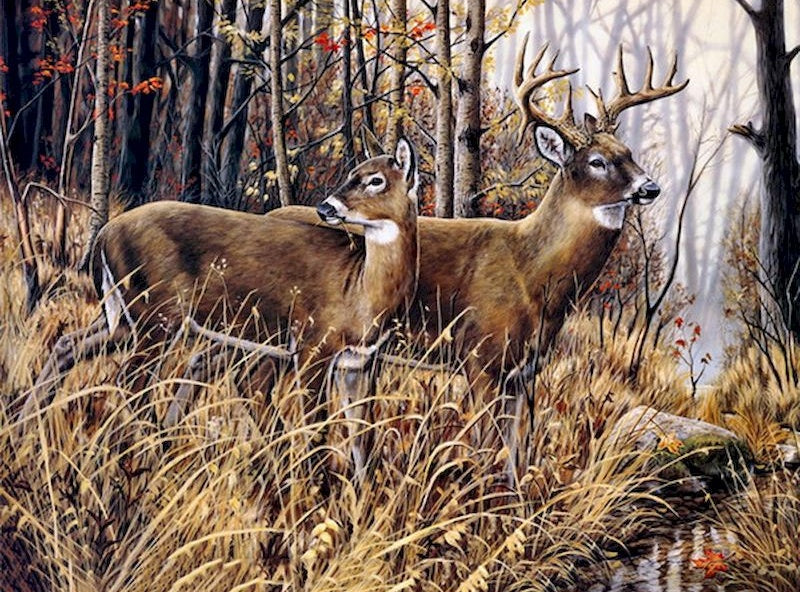 Couple de Cerfs dans la Forêt Peinture par Numéros