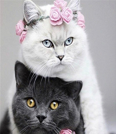 Couple de Chat Blanc et Chat Noir Peinture par Numéros