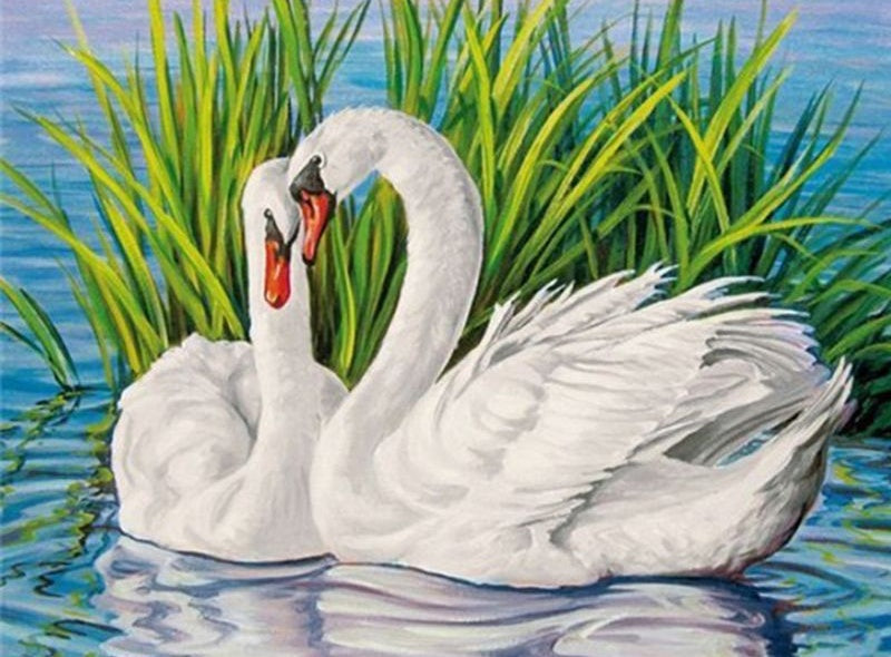 Couple de Cygnes et l'Herbes dans l'Eau Peinture par Numéros