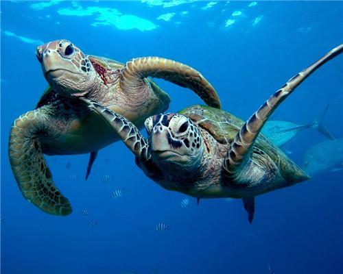Couple de Maritimes Tortues Peinture par Numéros