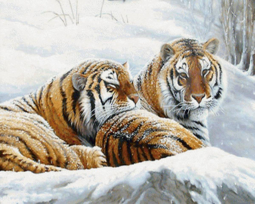 Couple de Tigre Blottis dans la Neige Peinture par Numéros