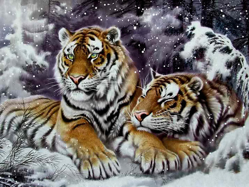 Couple de Tigre dans la Neige Peinture par Numéros