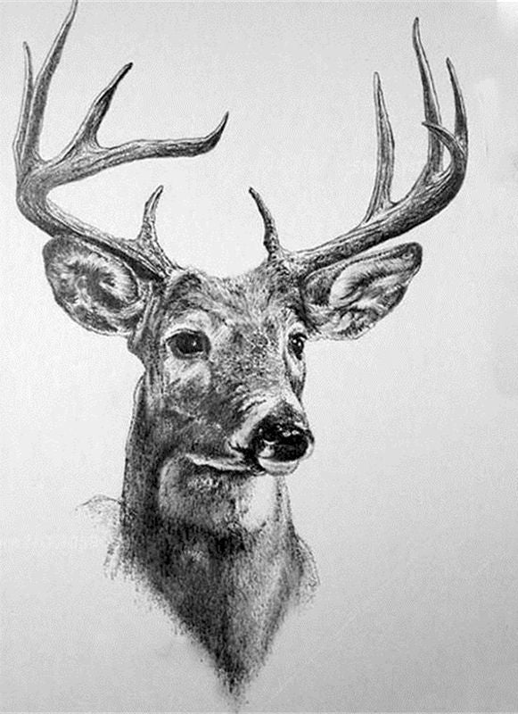Croquis d'un Cerf Peinture par Numéros