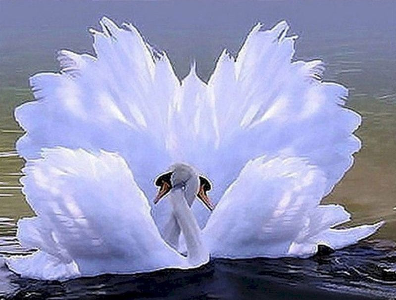 Cygnes à Cou Croisé Peinture par Numéros