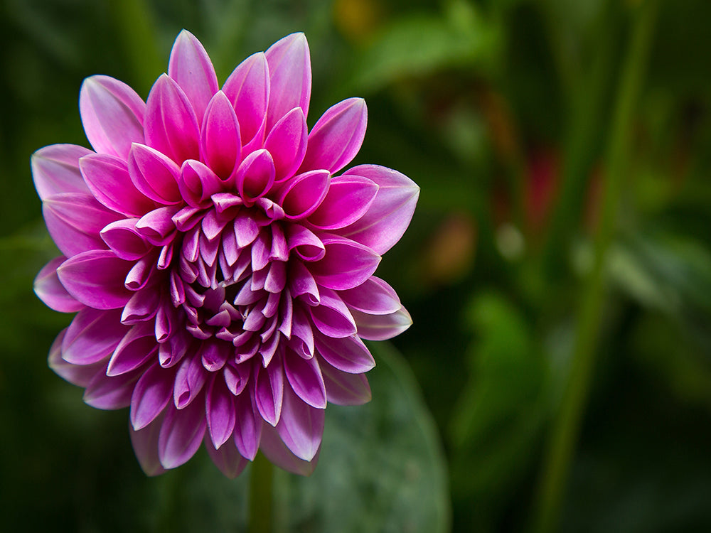 Dahlia Violet Peinture par Numéros