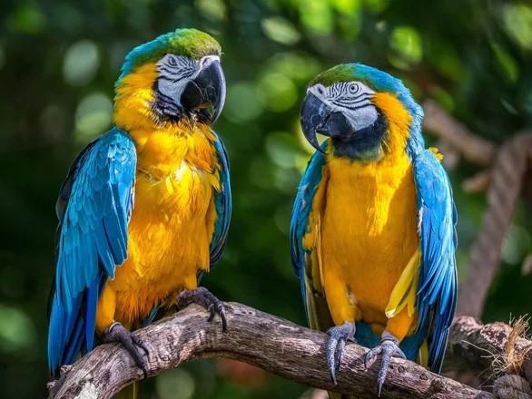 Deux Grands Perroquets Debout sur la Branche Peinture par Numéros