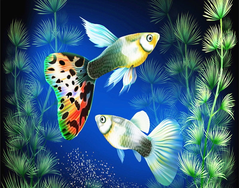 Deux Guppys Peinture par Numéros