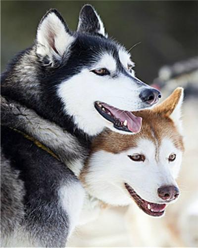 Deux Huskies Adorables Peinture par Numéros