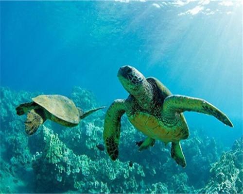 Deux Tortues Vertes Peinture par Numéros