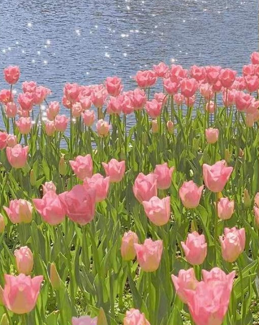 Eaux Miroitantes et Tulipes Roses Peinture par Numéros