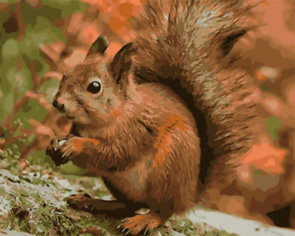 Écureuil Roux Peinture par Numéros