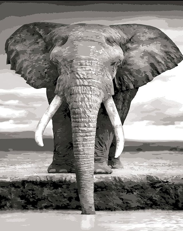 Éléphant Buvant de l'Eau Peinture par Numéros