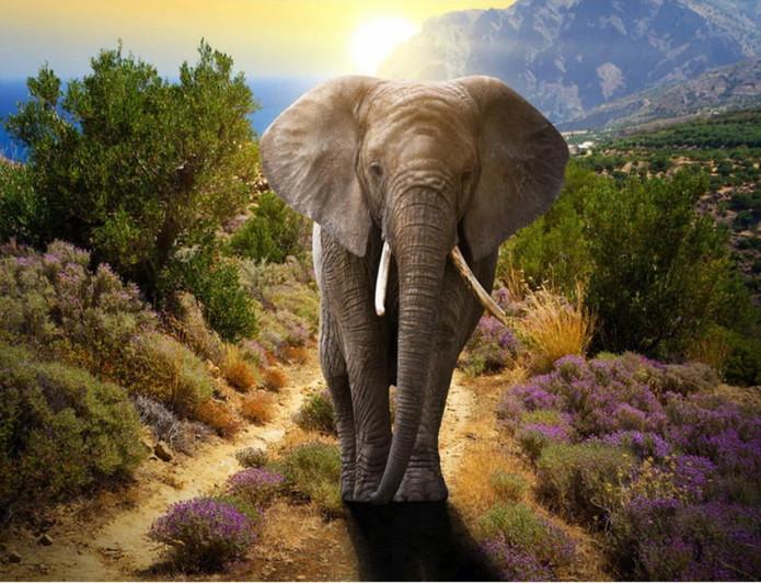 Éléphant Marchant Peinture par Numéros