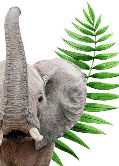 Éléphant Se Tenant le Nez et la Plante Peinture par Numéros