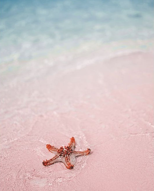 Étoile de Mer et Plage Rose Peinture par Numéros