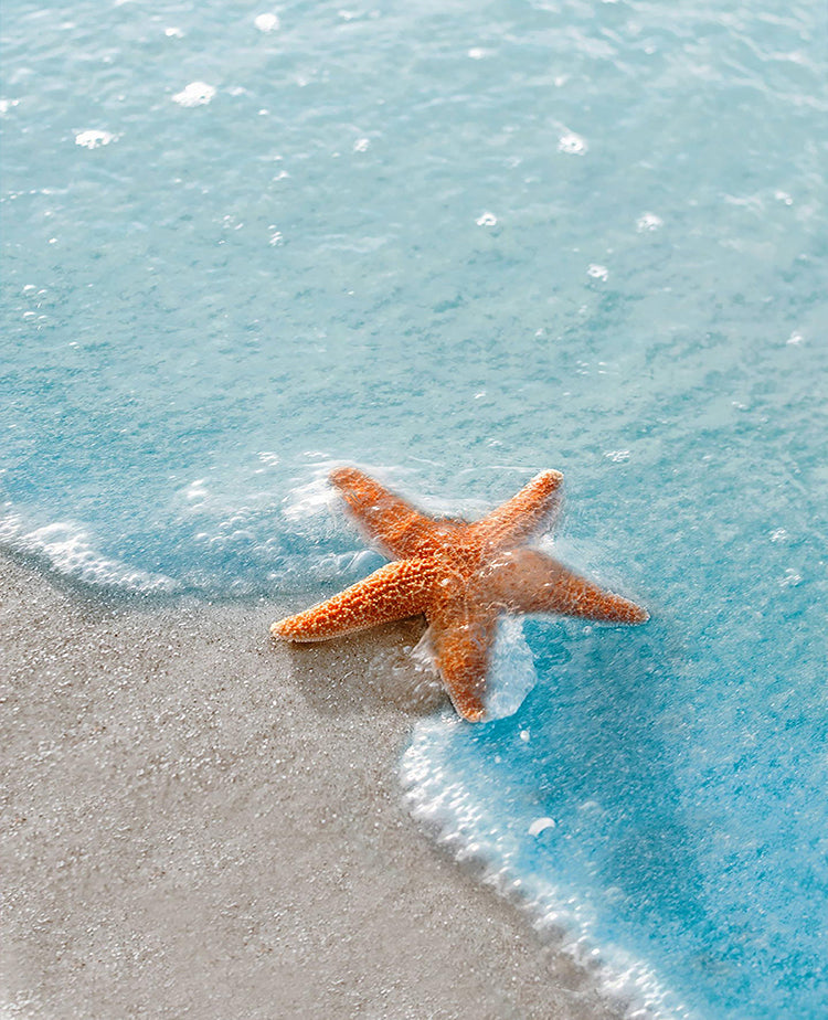 Etoile de Mer Peinture par Numéros