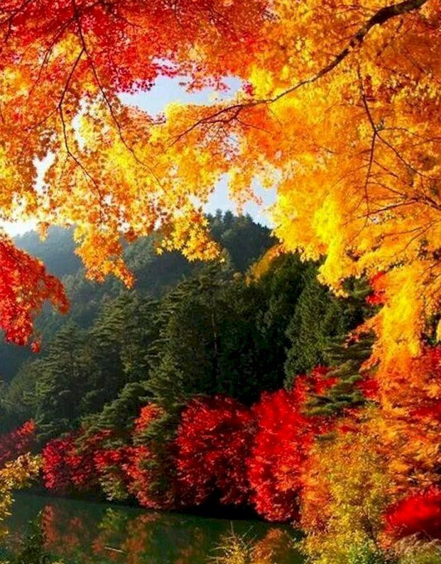 Feuilles Rouges Peinture par Numéros