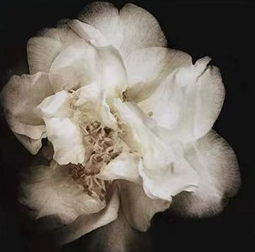 Fleur Blanche Magnifique Peinture par Numéros