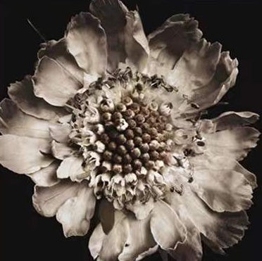 Fleur Brûlée Peinture par Numéros