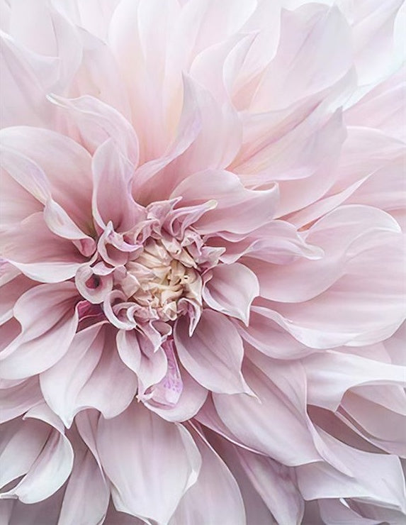 Fleur Douce Peinture par Numéros