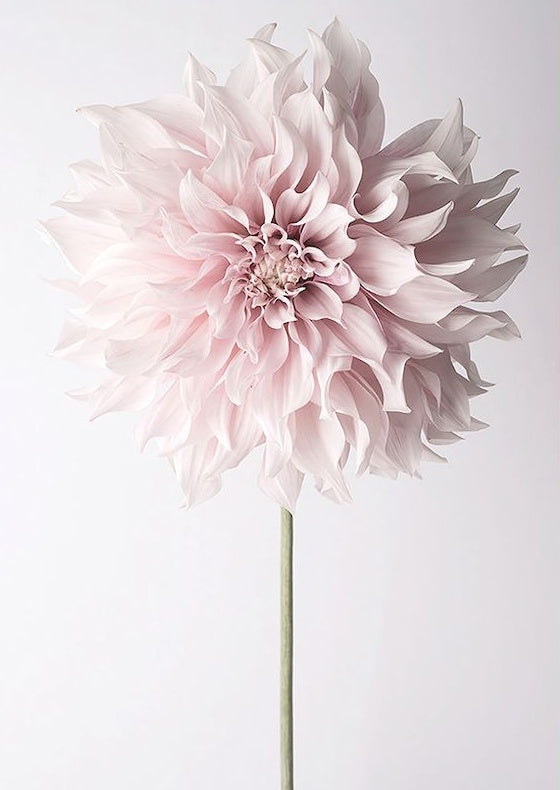 Fleur Mignonne Peinture par Numéros